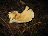 Leucopaxillus paradoxus image