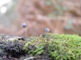 Mycena pseudocorticola image