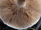 Hebeloma quercetorum image