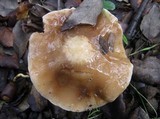 Hebeloma quercetorum image