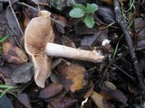 Hebeloma quercetorum image
