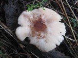 Lepiota brunneoincarnata image