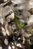 Peltigera horizontalis image