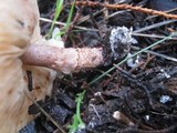 Lepiota brunneoincarnata image