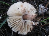 Lepiota brunneoincarnata image