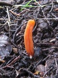 Clavulinopsis sulcata image