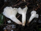 Cuphophyllus virgineus image