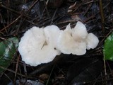 Cuphophyllus virgineus image