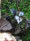 Hypomyces papulasporae image