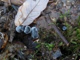 Hypomyces papulasporae image