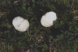 Bovista plumbea image