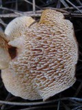 Hydnum rufescens image