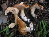 Hydnum rufescens image