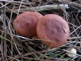 Lactarius rufus image