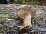 Lactarius kauffmanii image