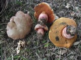 Boletus legaliae image
