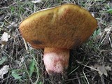 Boletus legaliae image