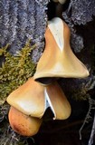 Hypholoma capnoides image
