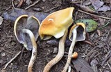 Hypholoma capnoides image