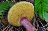 Xerocomellus atropurpureus image