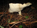 Leucopaxillus paradoxus image