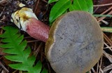 Xerocomellus atropurpureus image
