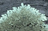 Xanthoparmelia plittii image