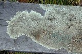 Xanthoparmelia plittii image