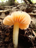Hygrocybe calyptraeformis image
