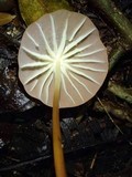 Marasmius rhabarbarinus image