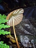 Marasmius rhabarbarinus image
