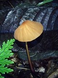 Marasmius rhabarbarinus image