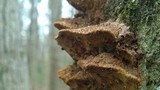 Phellinus gilvus image