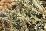 Cladonia furcata image