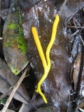 Clavulinopsis fusiformis image