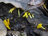 Clavulinopsis fusiformis image