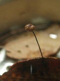 Gymnopus androsaceus image