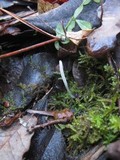 Clavaria acuta image