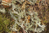 Cladonia furcata image