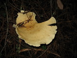 Leucopaxillus paradoxus image