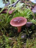Lactarius quietus image