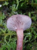Lactarius quietus image