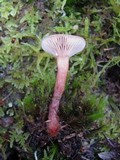 Lactarius quietus image