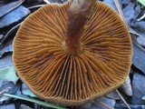 Cortinarius cinnamomeus image