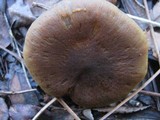 Cortinarius cinnamomeus image