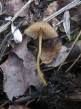 Entoloma longistriatum image