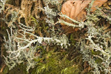 Cladonia furcata image