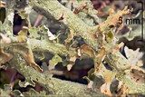 Cladonia furcata image