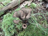 Craterellus fallax image