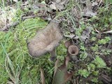 Craterellus fallax image